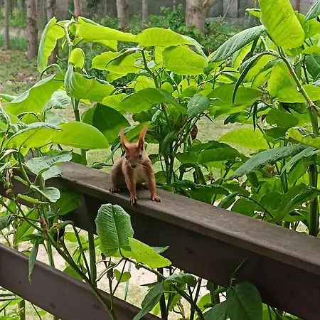 Letniskowy Oktawin Hébergement de vacances *