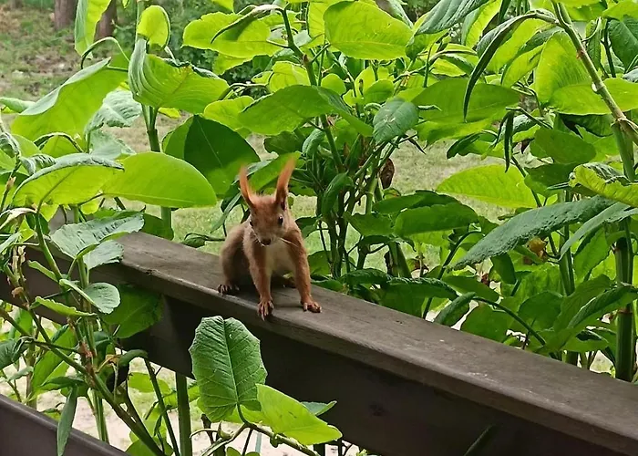 Letniskowy Oktawin Hébergement de vacances *